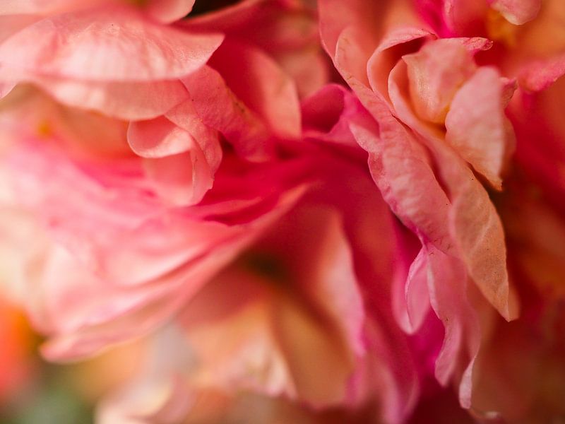 Rosa Verlorene Liebe von Carol Maarsen