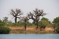 Baobabs
