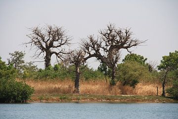 Baobabs van Mr Greybeard