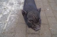 Minischwein Ferkel beim ersten Ausgang auf dem Hof. von Babetts Bildergalerie Miniaturansicht