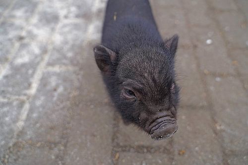 Mini biggetje bij zijn eerste uittocht op de boerderij.
