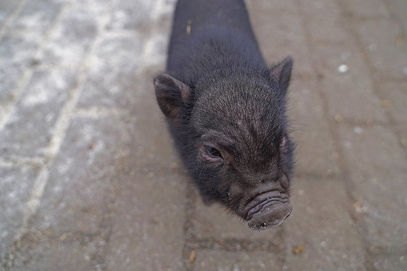 Mini-porc Ferkel lors de sa première sortie à la ferme. par Babetts Bildergalerie