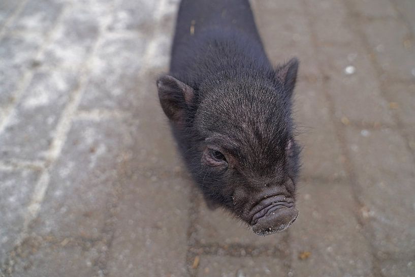 Minischwein Ferkel beim ersten Ausgang auf dem Hof. von Babetts Bildergalerie