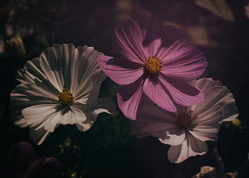 Cosmea-Blüten