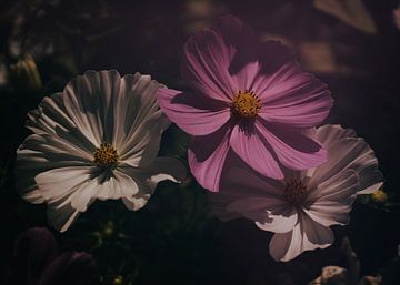 Cosmea bloemen van Saskia Schotanus