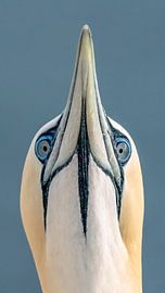 Portrait of a John of Ghent.