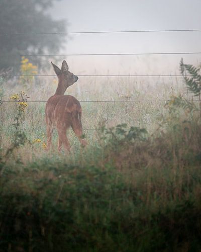 Ree in de mist