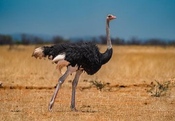 Afrikaanse struisvogel in Etosha National Park in Namibië, Afrika van Patrick Groß