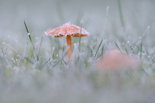 Mushroom with hoarfrost