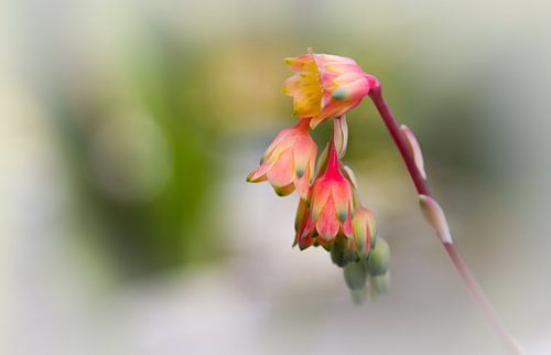 Echeveria setosa
