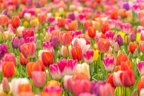Tulpenfeld