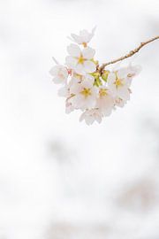 Ein schöner Blütenzweig von Lydia