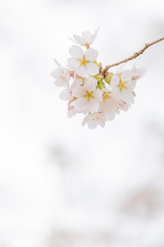 Een prachtige bloesem tak