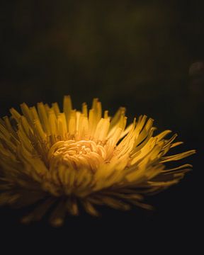 Dandelion flower dark & moody van Sandra Hazes