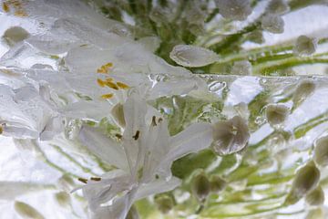 Agaphanthus in ice 6 by Marc Heiligenstein