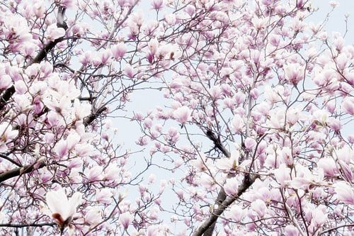 Pink flowers of the Magnolia spring blossom I