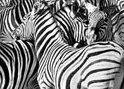 Zebras von Alex Neumayer Miniaturansicht