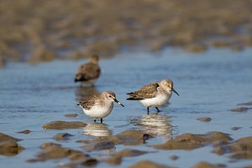 Strandlopers op het strand van Marcel Alsemgeest