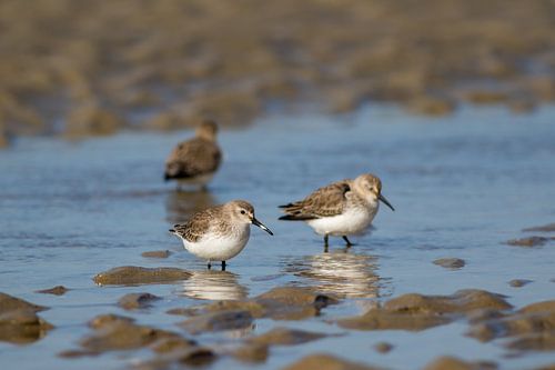Strandläufer am Strand