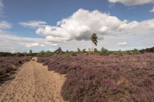 Treekerknüpfe Heide