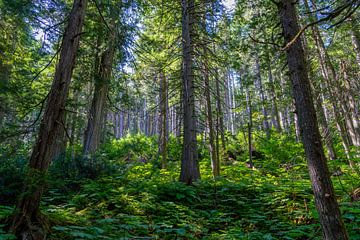 Zonovergoten bos in Revelstroke National Park van Hans-Heinrich Runge