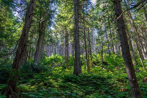 Sonnendurchfluteter Wald im Revelstroke National Park