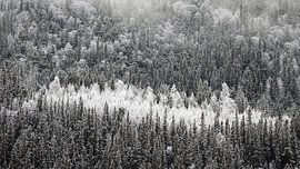 White frosted deciduous trees among conifers in Norway by Aagje de Jong