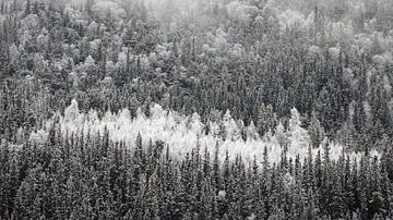 Weiß bereifte Laubbäume zwischen den Nadelbäumen in Norwegen von Aagje de Jong