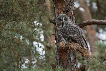 Bartkauz ( Strix nebulosa ) hockt in einer Kiefer, Ansitzjäger mit nahezu perfekter Tarnung. von wunderbare Erde