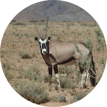 Oryx in Namibië van Annie Lausberg-Pater