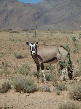 Oryx in Namibië von Annie Lausberg-Pater