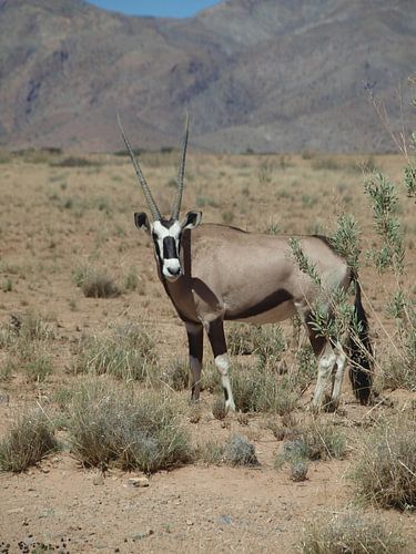 Oryx in Namibië