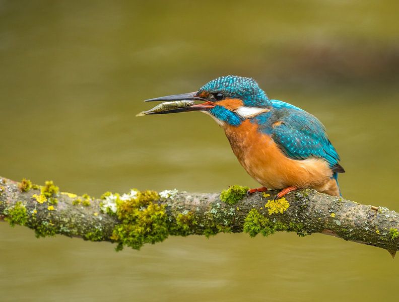 Kingfisher by Harry Punter
