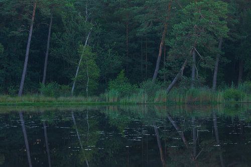 Dwingelderveld (Spier) Drenthe - Nederland