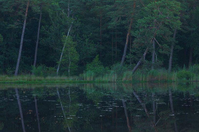 Dwingelderveld (Spier) Drenthe - Netherlands by Marcel Kerdijk