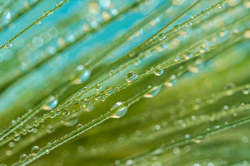 Frisse lente: Druppels aan de diagonale grassprietjes
