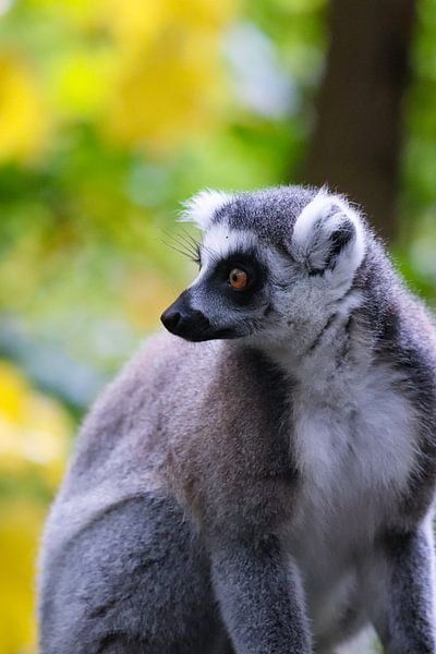 Singe par Esmee Meijer