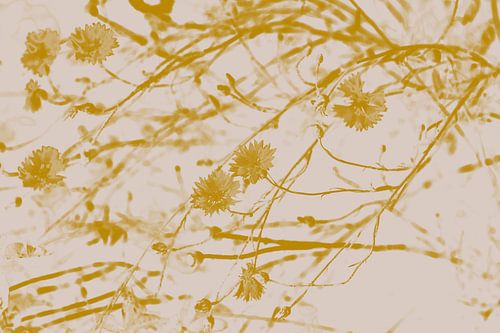 Korenbloemen in goudgeel en wit. Retro stijl.