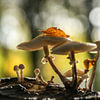 Pilze