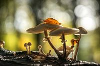Ils sortent à nouveau du sol