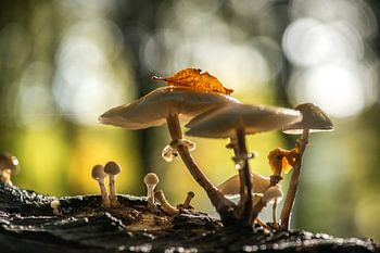 Ils sortent à nouveau du sol