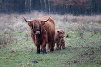 Schottischer Highlander
