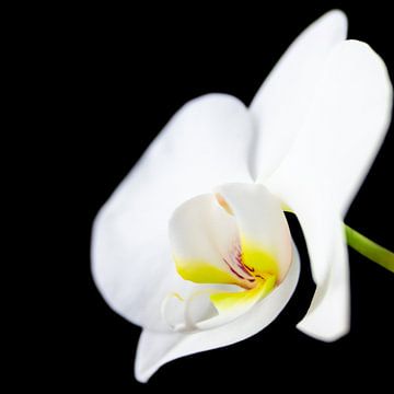 Orchidee 3 van Geert Huyskens Photography