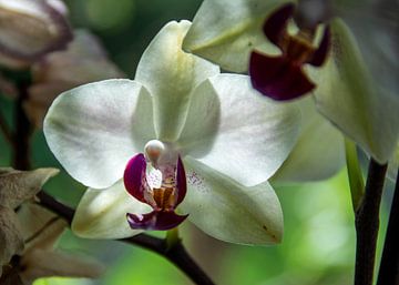 witte orchidee van Alex Neumayer