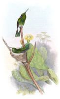 Brazilian Violet-Ear, John Gould