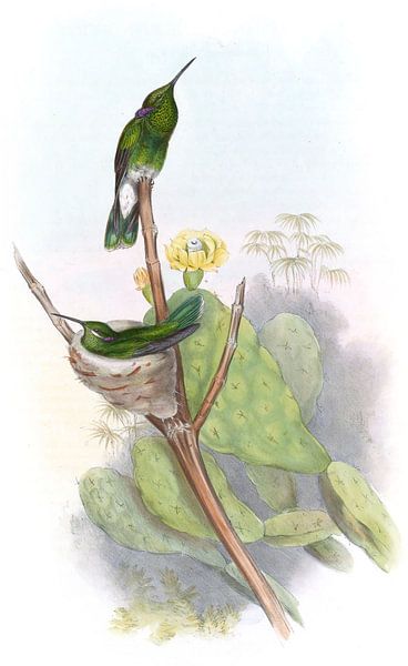 Brésilien Violet-Ear, John Gould par Hummingbirds
