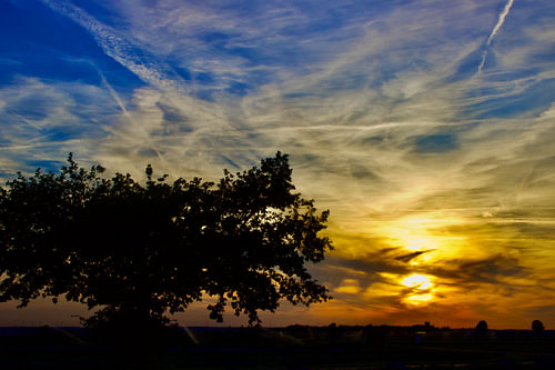 Un arbre et le ciel magique