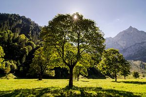 Sommerstimmung bei den Ahornbäumen auf dem Großen Ahornboden bei Engalm im Karwendelmassiv in Tirol
