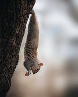 Squirrels in the middle of the city of London!