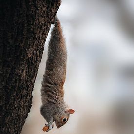 Eichhörnchen mitten in der Londoner City! von Larissa van Hooren